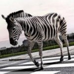 zebra